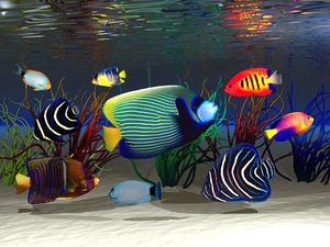 fishes, aquarium, plants, Sand, water, color