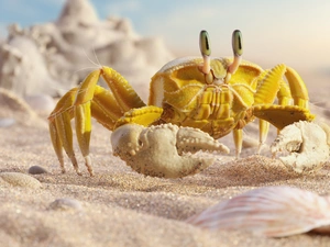 Sand, Yellow, crab