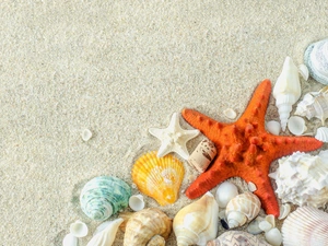 Sand, Shells, starfish