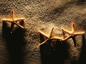 Sand, starfish