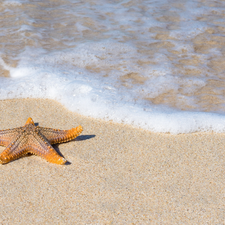 Sand, starfish, water