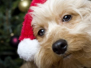 Yorkshire Terrier, dog, Santa
