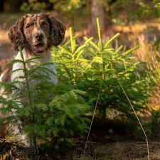 Sapling, English Springer Spaniel, Meadow, forest, dog, Spruces, Flowers