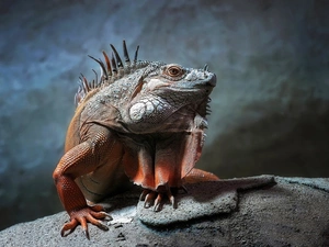 saurian, color, Iguana