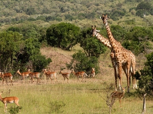savanna, giraffe, Antelope