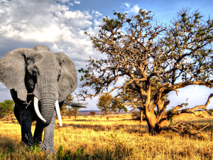 Elephant, trees, viewes, savanna