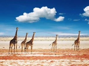 giraffe, Sky, clouds, savanna