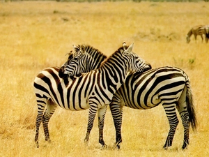 savanna, zebra, grass