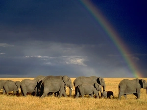 Great Rainbows, Elephants, savanna