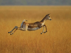 savanna, Antelope, jump