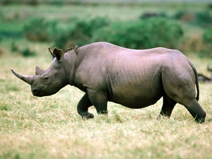 savanna, Rhino