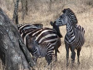 savanna, zebra, trees