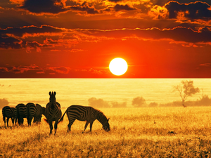 zebra, west, sun, savanna