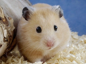 sawdust, hamster, Eyes