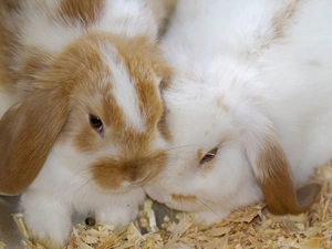 sawdust, Three, rabbits