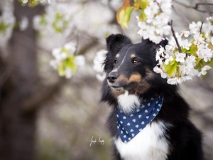 dog, scarf, Flowers, shetland Sheepdog
