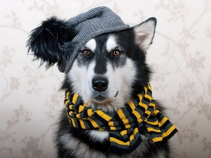 Scarf, dog, Hat
