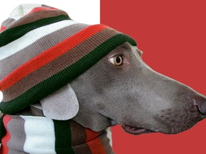 Scarf, dog, Hat