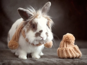 Scarf, Rabbit, Hat