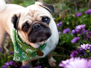 pug, purple, Flowers, scarf