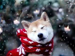 dog, Scarf, snow, Akita Inu
