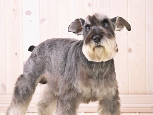 Schnauzer, average
