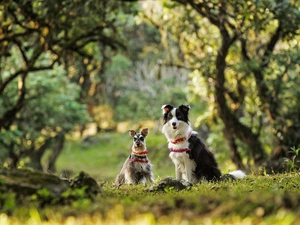 fuzzy, background, miniature Schnauzer, Border Collie, Meadow
