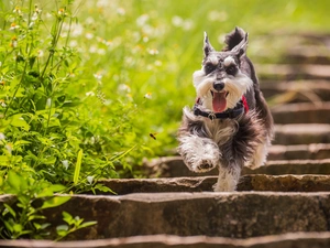 miniature Schnauzer, Stairs, Insect, gear