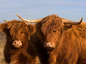 scotch, Cow