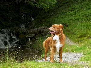 dog, Retriever Nova Scotia