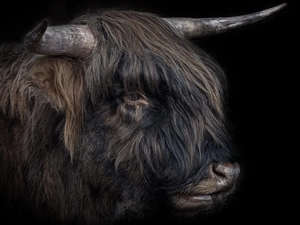 head, horns, Bull, Scottish Highlander Race, cattle