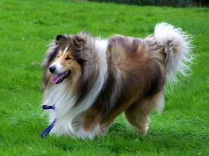 Scottish Shepherd Collie