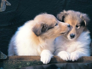 Two cars, feet, Scottish Shepherd, Puppies