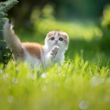 white and red, Scottish Fold, grass, cat