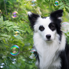 dog, interesting eyes, scrub, Border Collie