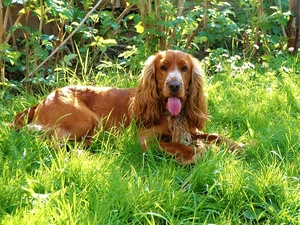 dog, scrub, Cocker Spaniel, Tounge