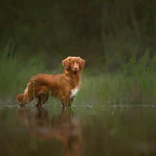 dog, water, scrub, Retriever Nova Scotia