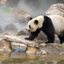 water, Bear, Fog, scrub, Stones, Panda