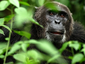 The look, gorilla, scrub