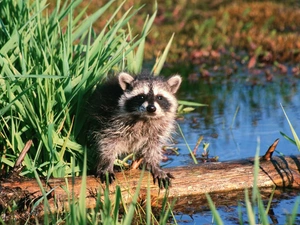 scrub, raccoon, water