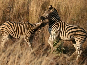 scrub, Two, zebra