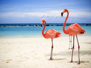 Beaches, Sky, Flamingos, sea