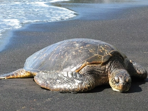 sea, turtle, Beaches