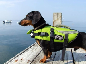 sea, dachshund, boarding