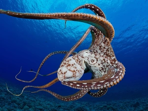 Sea, Octopus, bottom