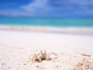 sea, Beaches, crab