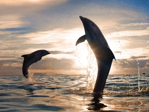 dolphins, west, sun, sea
