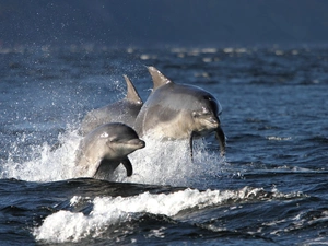 sea, Three, dolphins