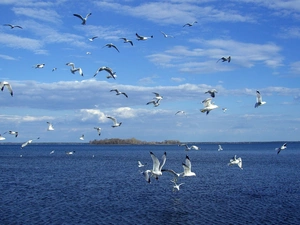 sea, gulls