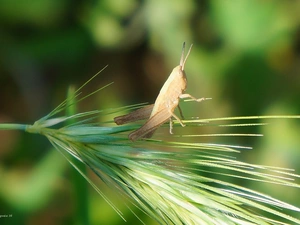 stalk, sea-horse, field, grass